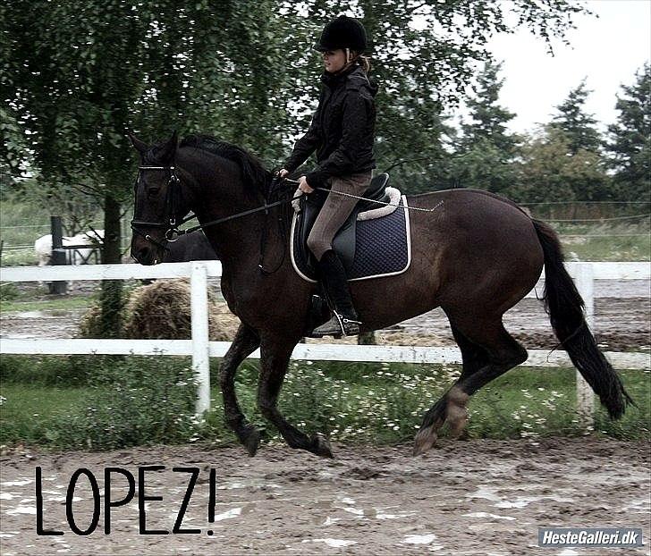 Anden særlig race  Lopez  - Velkommen til Lopez' profil. 
-Her er det min datter der rider hende. (KsM-Foto) billede 1