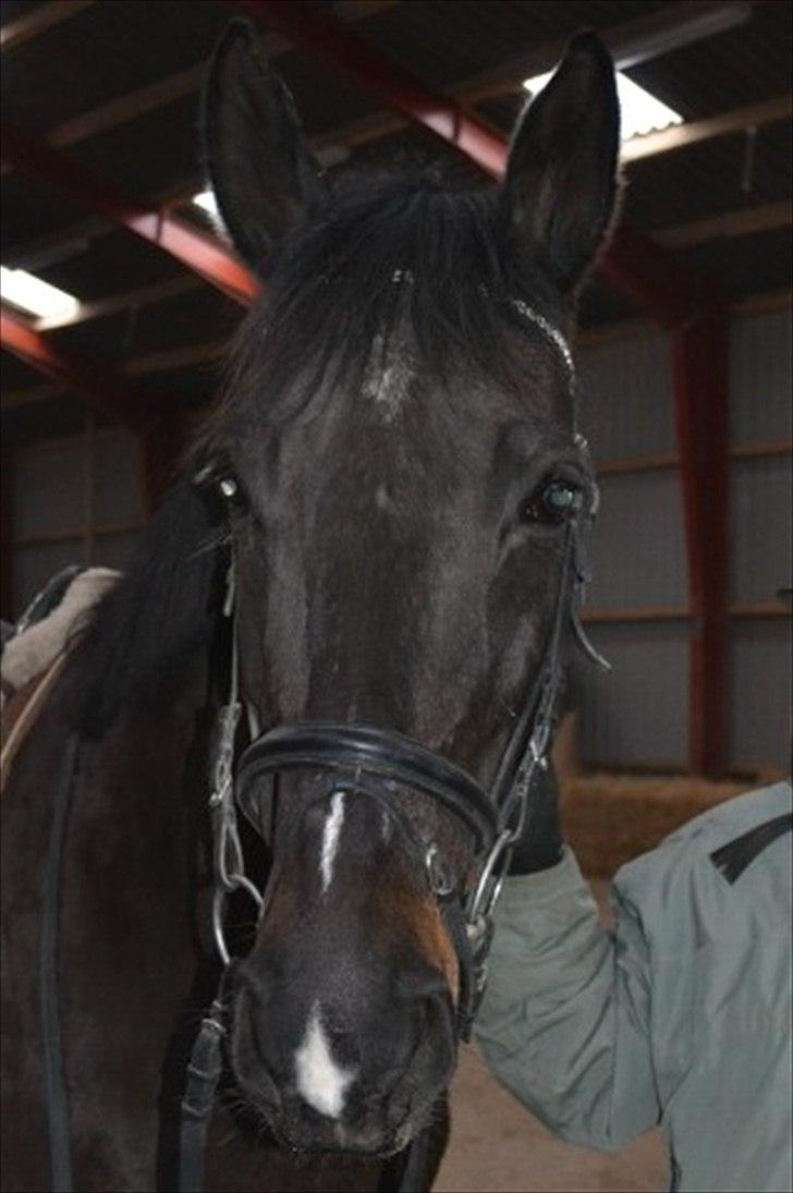 Anden særlig race  Lopez  - Lopez hos tidligere ejer. Foto Malene. billede 3