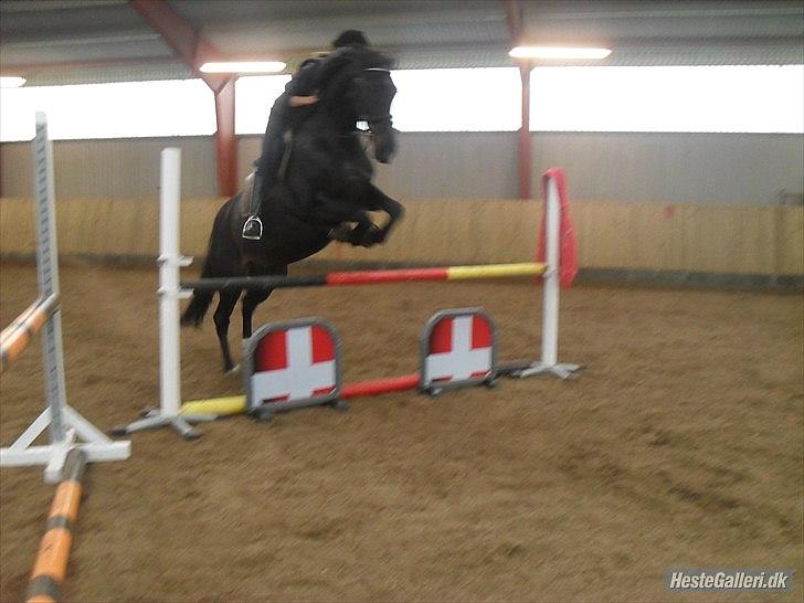 Anden særlig race  Lopez  - Her er det min datter der springer hende igen. Ca. 90. Foto: CB-Foto billede 4