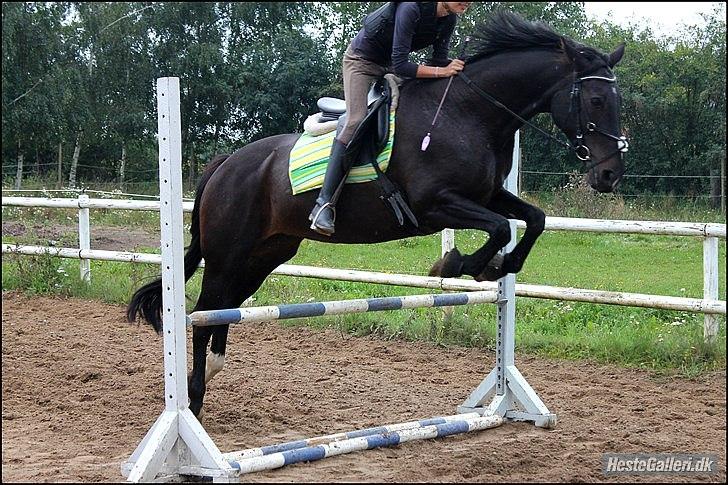 Anden særlig race  Lopez  - Min datter igen (KsM-Foto) billede 5