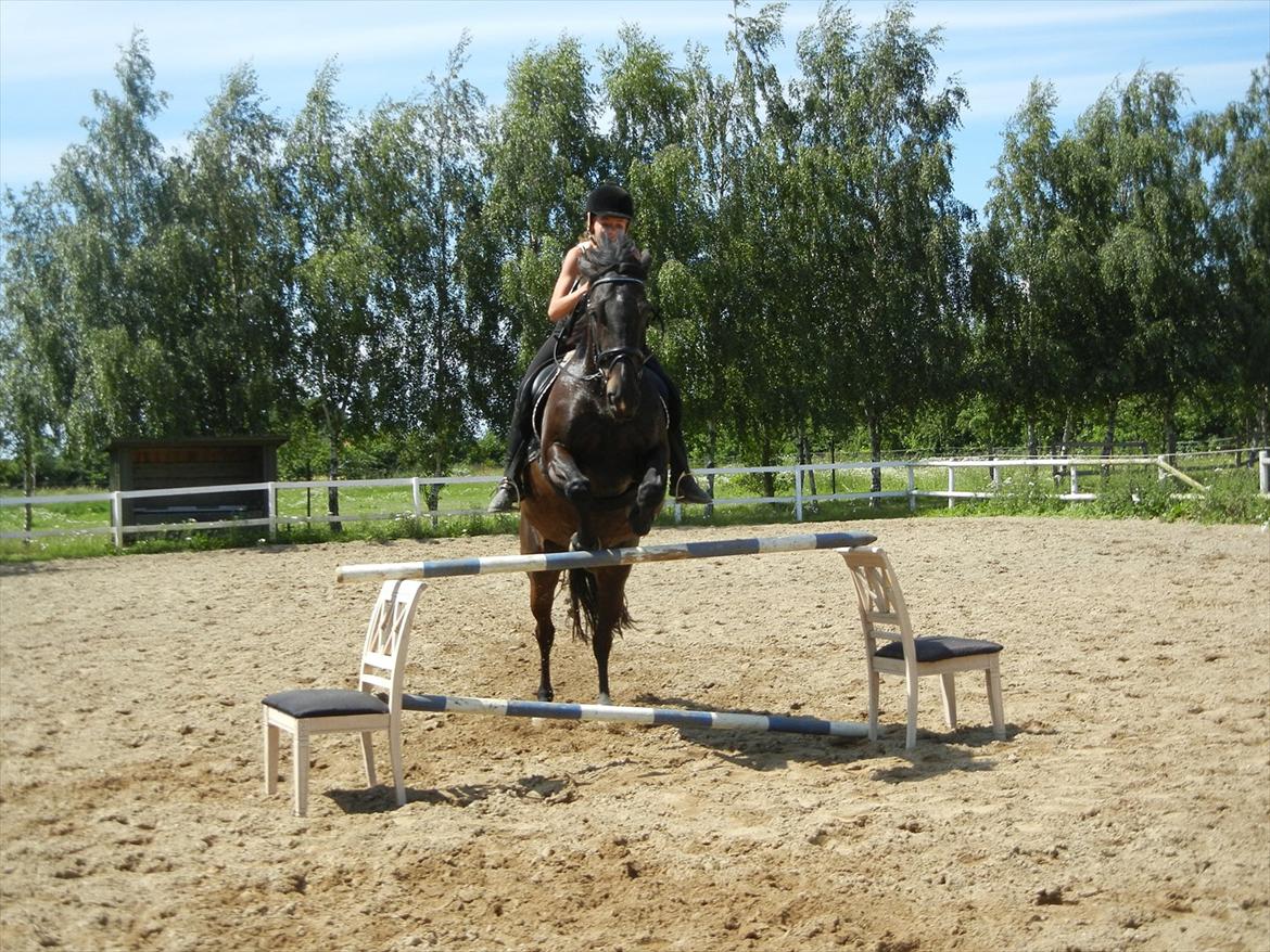 Anden særlig race  Lopez  billede 6