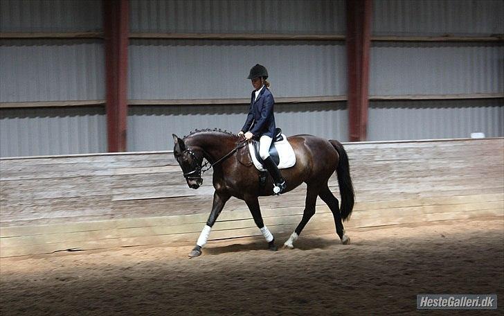 Anden særlig race  Lopez  billede 7