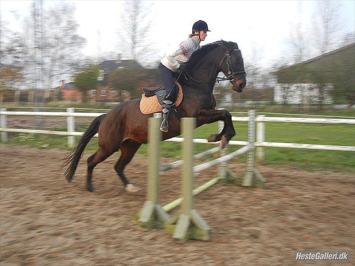 Anden særlig race  Lopez  billede 8