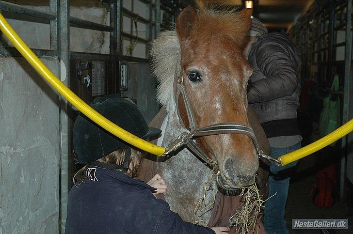 Anden særlig race Bonny billede 1