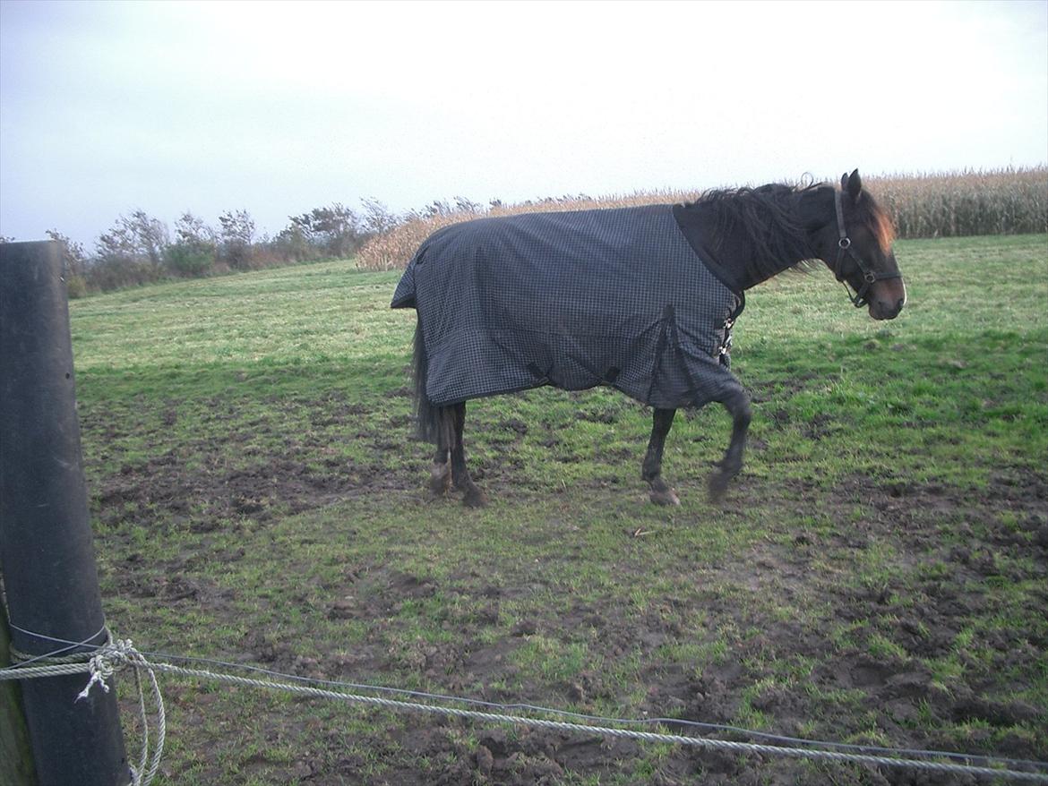 Traver Kostonia Hedebo - 22 okt 2011...ja nu ka man rigtig se at der er føllebølle i hende...dejligt billede 14