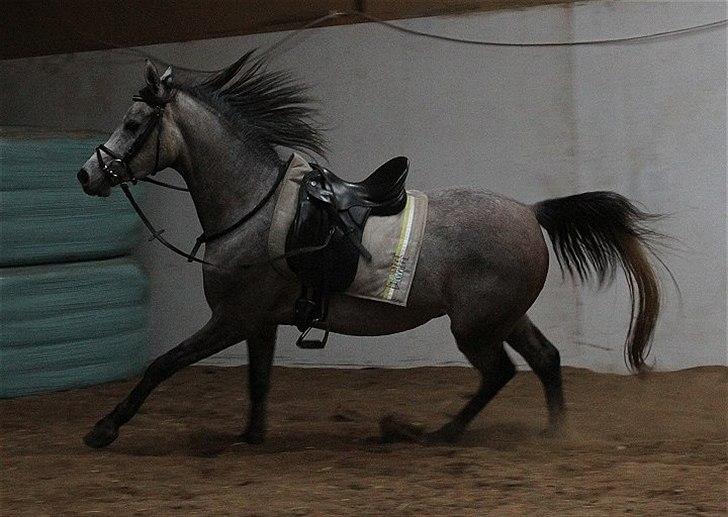 Arabisk fuldblod (OX) Kamal Al Hayat * SOLGT *  billede 10