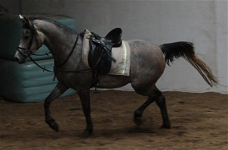 Arabisk fuldblod (OX) Kamal Al Hayat * SOLGT *  billede 11