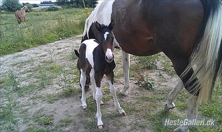 Pinto My Wall-E - Ny baby... billede 11