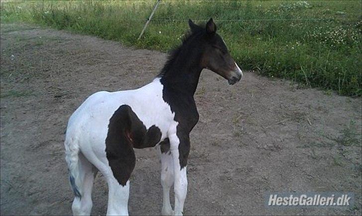 Pinto My Wall-E billede 13