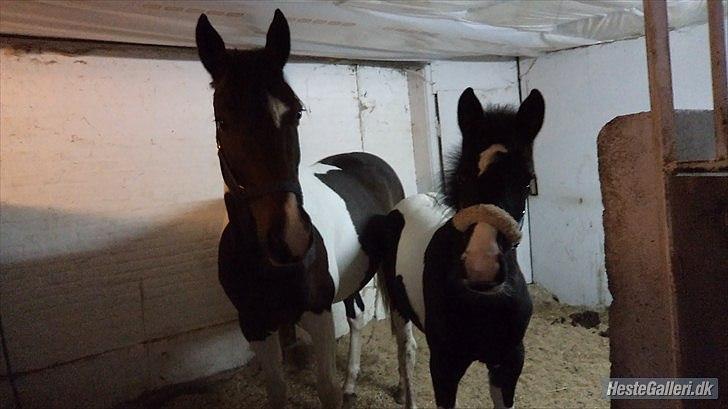 Pinto My Wall-E - Mor og søn ;D SÅ fine de er!!  billede 16