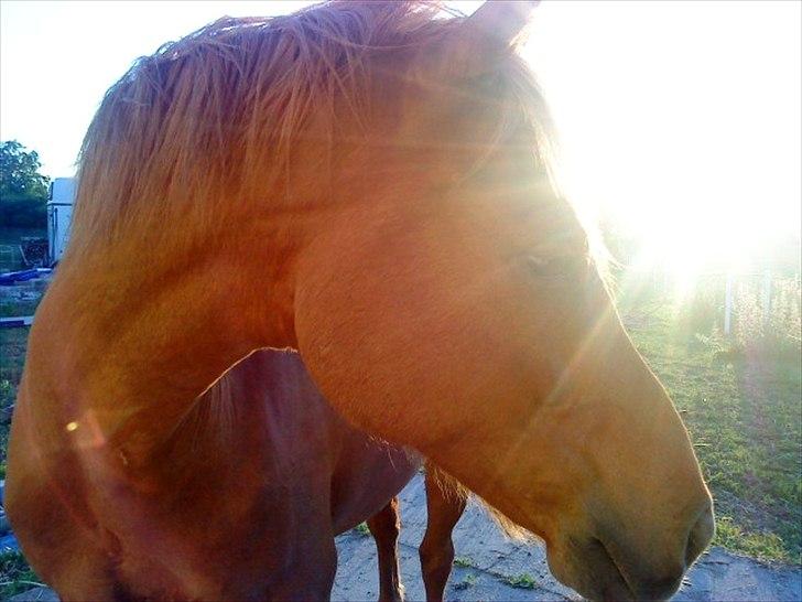 Anden særlig race Bauke <3 R.I.P  - Bauke på en dejlig solskinsdag <3 Foto: Sophie billede 4