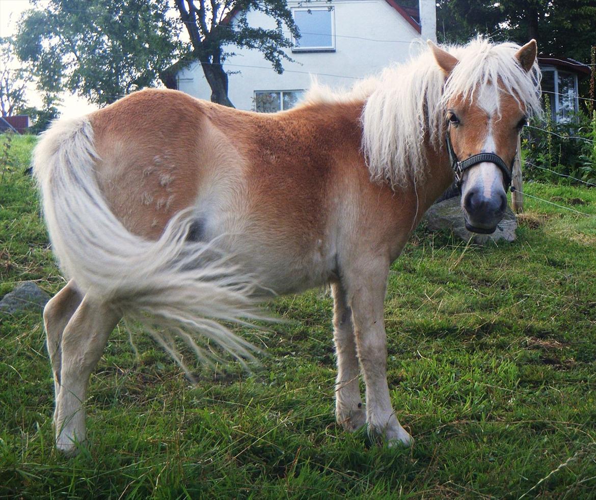 Shetlænder Lucky Light billede 11