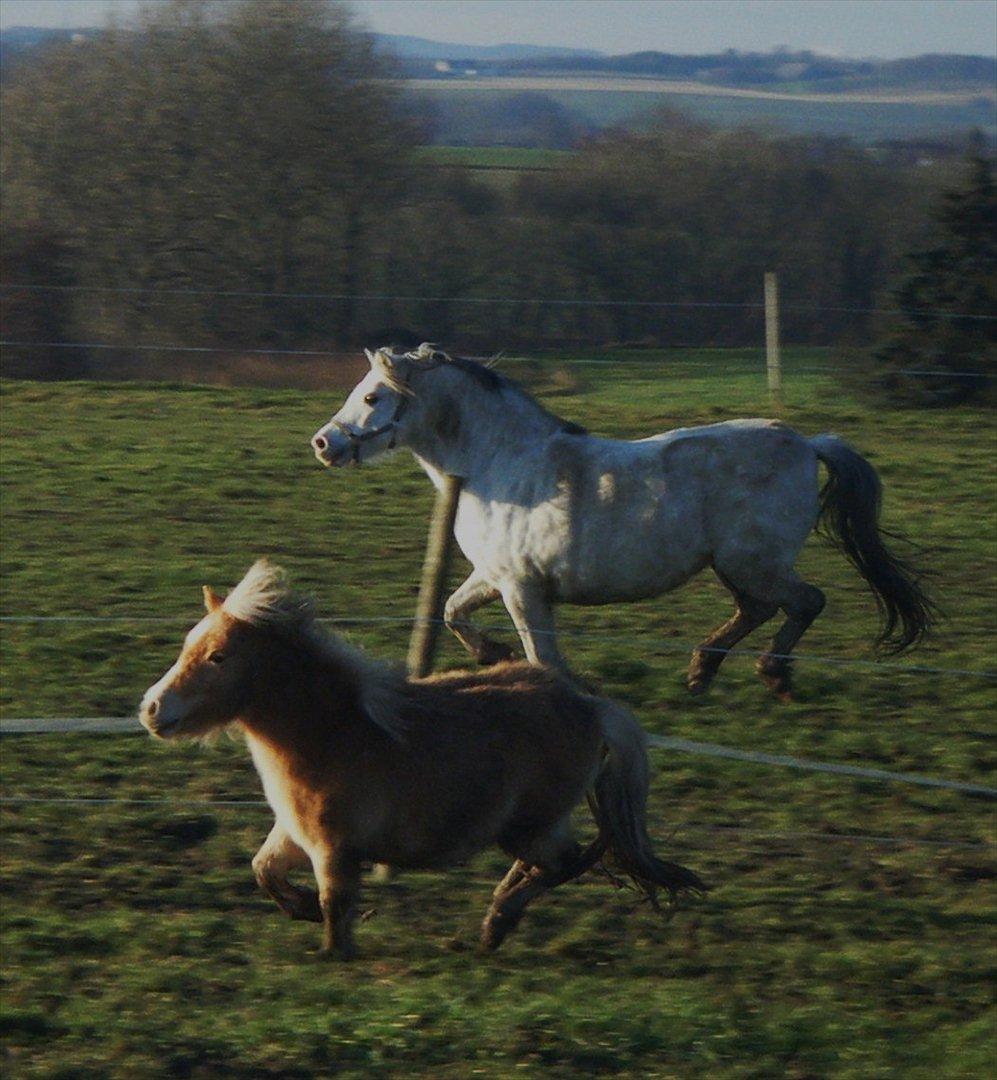 Shetlænder Lucky Light billede 12