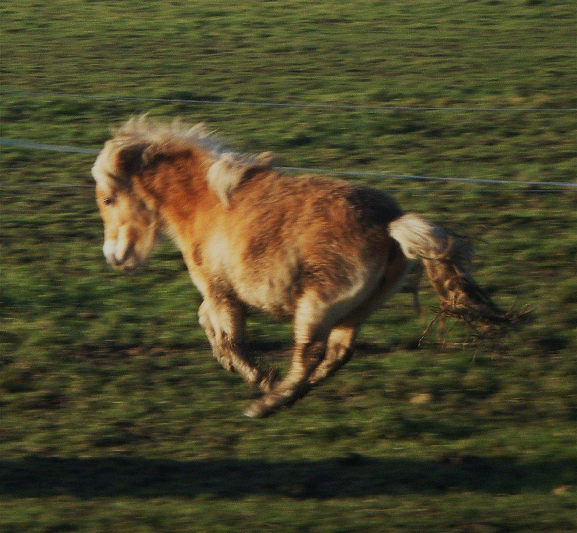 Shetlænder Lucky Light billede 13