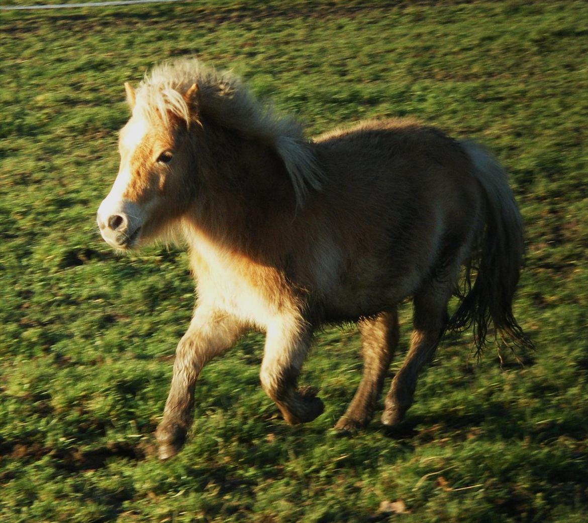 Shetlænder Lucky Light billede 14