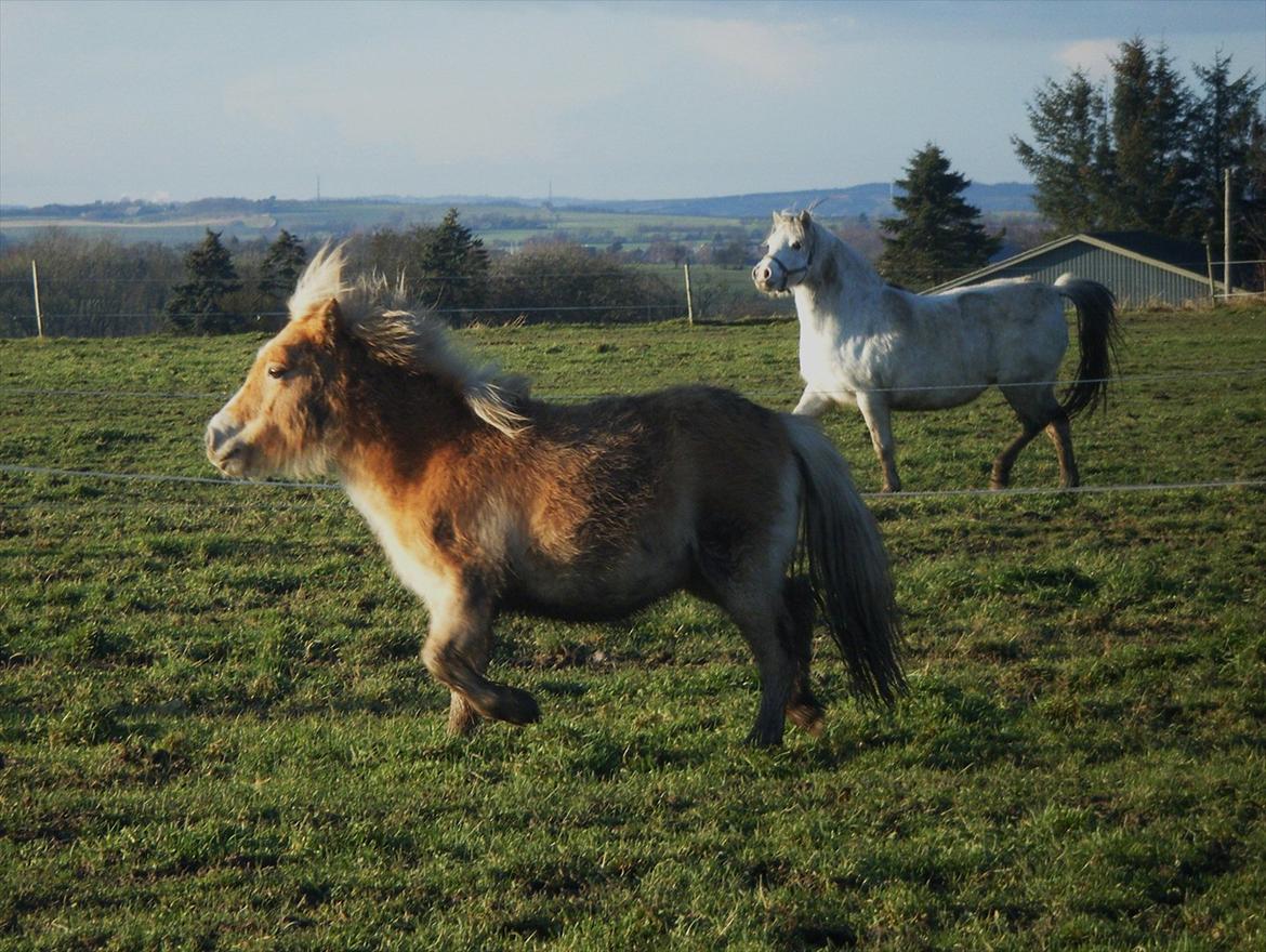 Shetlænder Lucky Light billede 15