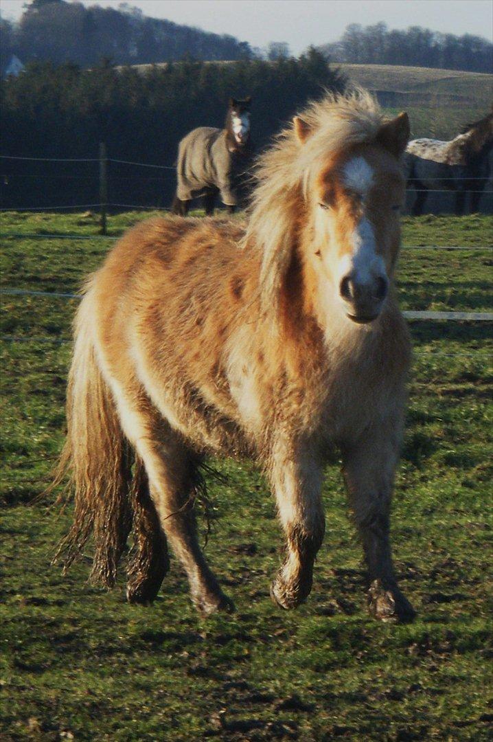 Shetlænder Lucky Light billede 16