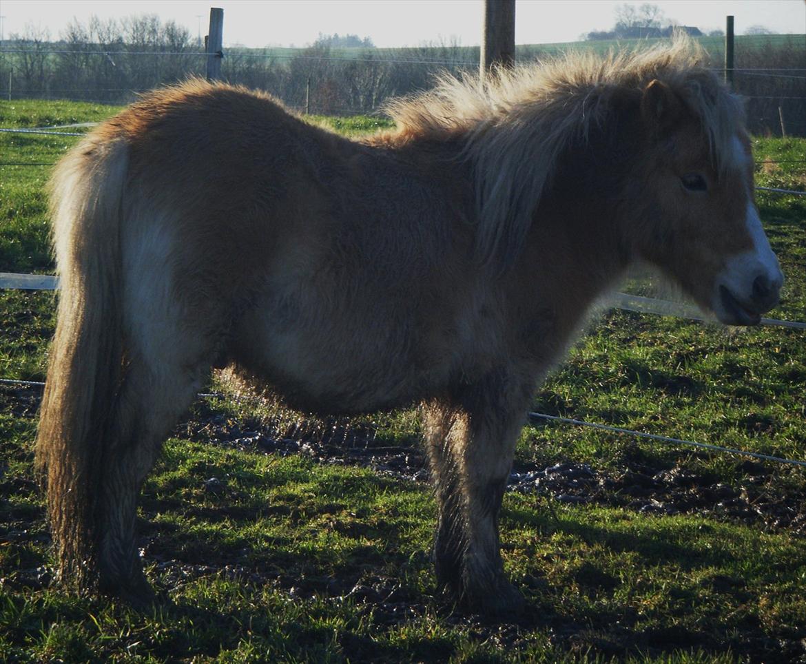Shetlænder Lucky Light billede 17