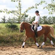 Haflinger Hope <33