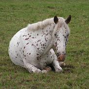 Knabstrupper - Joachim (SOLGT)