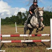 Knabstrupper - Joachim (SOLGT)