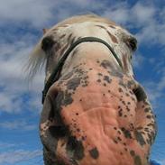 Knabstrupper - Joachim (SOLGT)