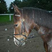 Pinto Araber Mustang