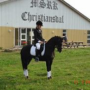 DSP Bjerregårds Wendy