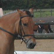 Anden særlig race Safir