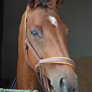 Hollandsk Varmblod Nucky girl - SOLGT R.I.P