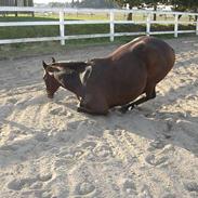Hollandsk Varmblod Nucky girl - SOLGT R.I.P