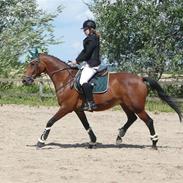 Hollandsk Varmblod Nucky girl - SOLGT R.I.P
