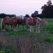 Haflinger Koldborgs Aslak