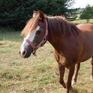 Anden særlig race Farmens Tarzan<3