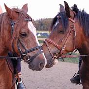 Anden særlig race Farmens Tarzan<3