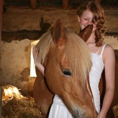 Haflinger Hope <33