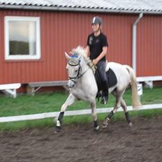 Hollandsk Sportspony Shirley Valentine McLaine