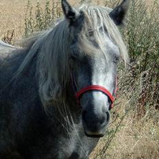 Fell pony Murthwaite Snowdrop