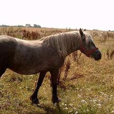 Fell pony Murthwaite Snowdrop