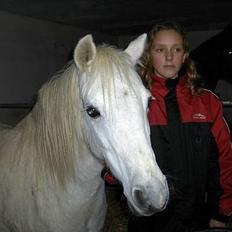 Welsh Cob (sec D) Revalla SOLGT!