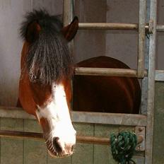 Anden særlig race Dundee<3 Solgt  ; ( 