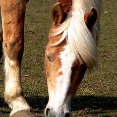 Tyroler Haflinger Tamina
