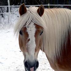 Tyroler Haflinger Tamina