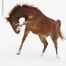 Trakehner Hannibal R.I.P