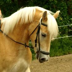 Tyroler Haflinger Winterstorm Elghuset SOLGT