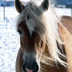 Tyroler Haflinger Honeymoon SOLGT
