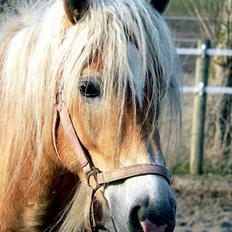 Tyroler Haflinger Honeymoon SOLGT