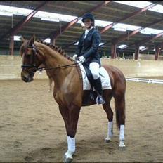 Dansk Varmblod Blenda af Gregersminde