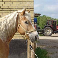 Haflinger San Diego +Død+