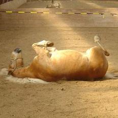 Haflinger San Diego +Død+